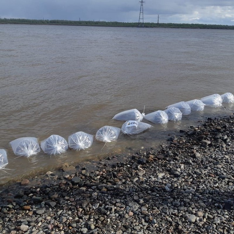 В реку Уса выпустят более 400 тысяч мальков сига