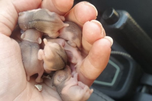 Жительница Сыктывкара выхаживает выброшенных новорожденных джунгариков 