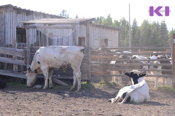 Верховный суд Коми встал на защиту водителя, который задавил насмерть трех коров 
