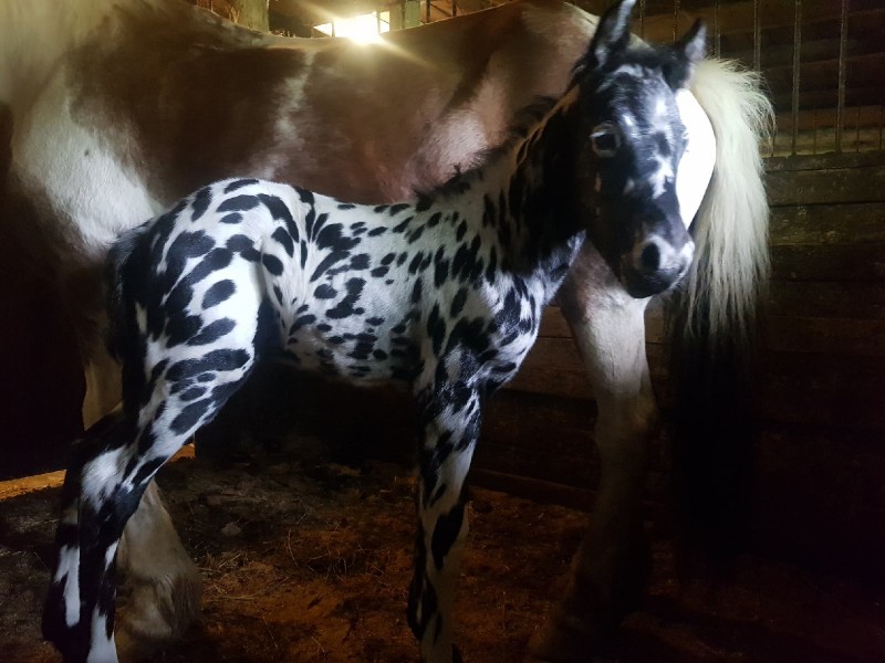 Известнейший в России конный клуб предложил за коми Ижмарина крупную сумму 