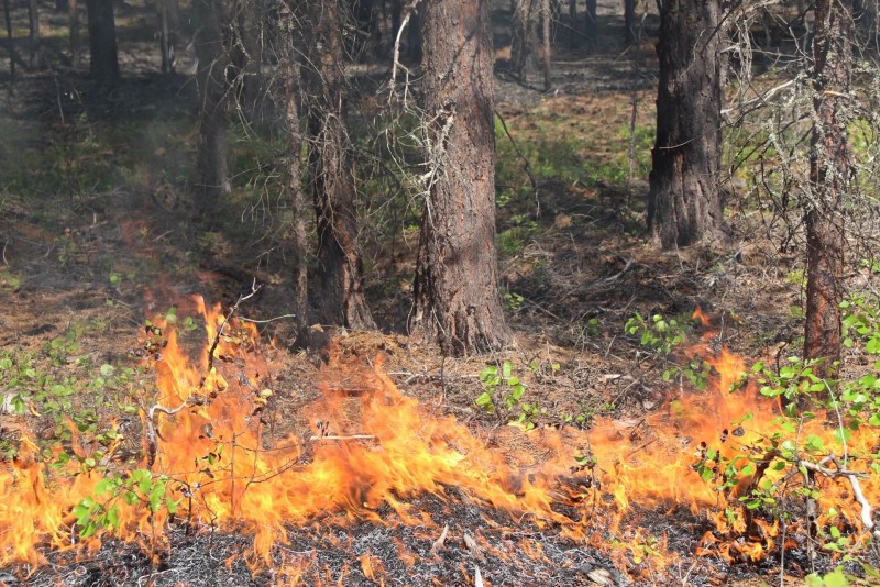 Гроза подожгла лес в Удорском и Усть-Цилемском районах 