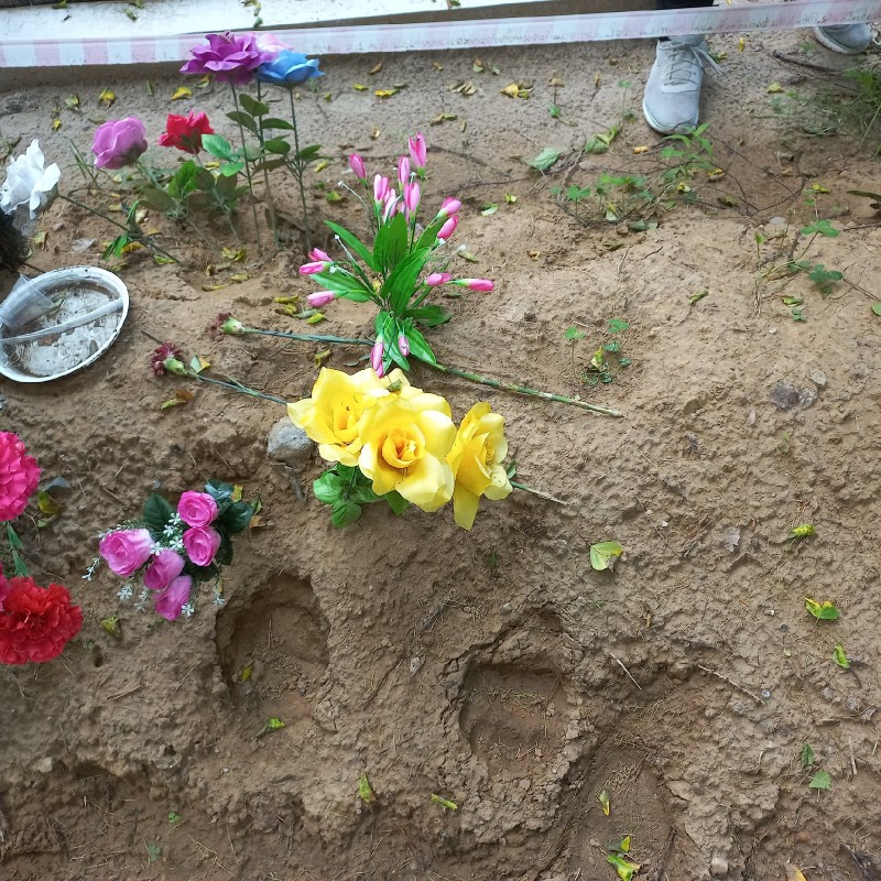 На кладбище в Ухте вокруг свежих могил топчутся медведи 