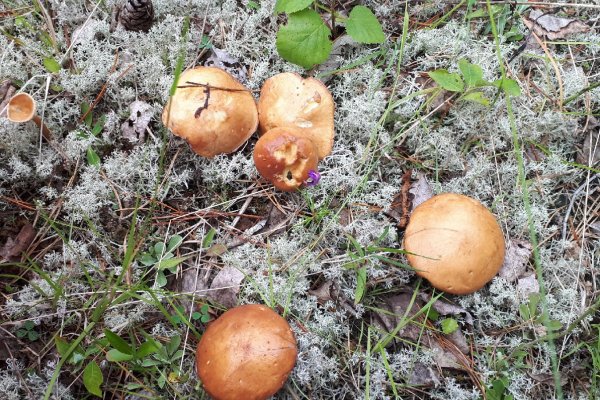 Жители Коми открыли грибной сезон