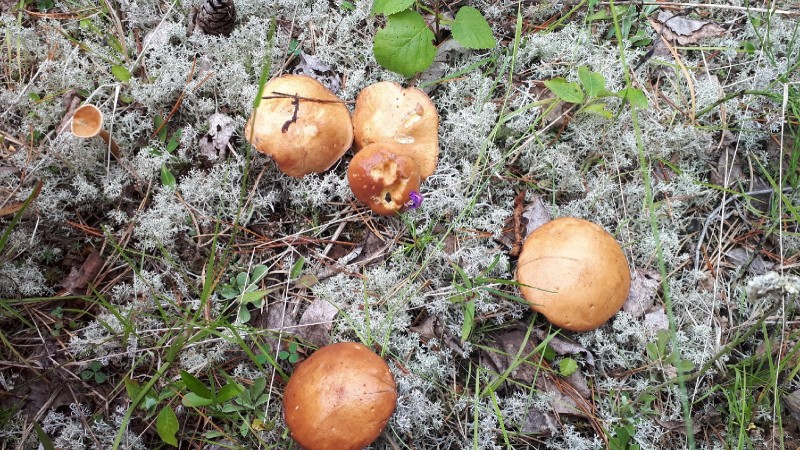 Жители Коми открыли грибной сезон