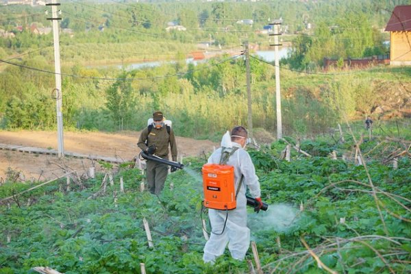 Мэр Сыктывкара призвала горожан сообщать о тех, кто не борется с борщевиком