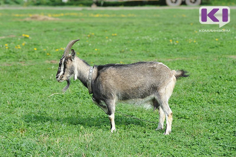 Мошенники не смогли обмануть жительниц Сосногорска под предлогом покупки козы и возвращения кота