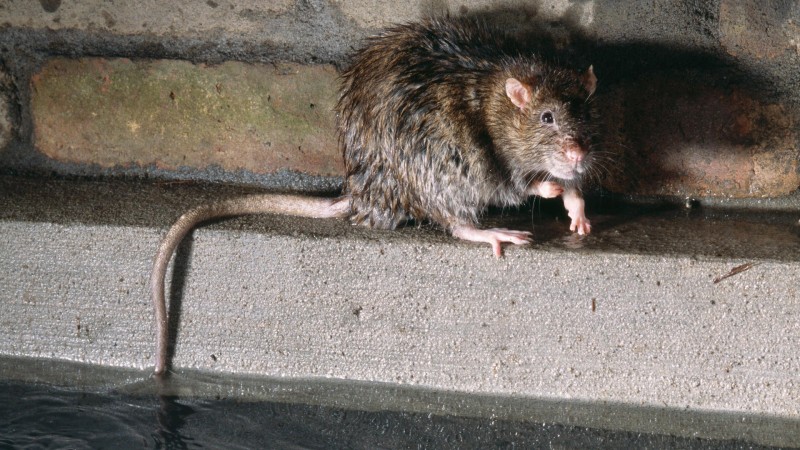 В Ухте крысы оккупировали мусорные контейнеры