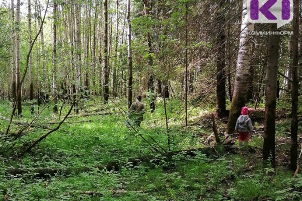 Три поисковые операции за два дня провели спасатели в лесах Коми