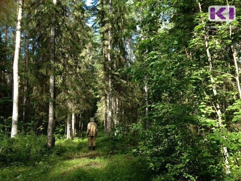В лесах Коми выявят самые красивые зоны отдыха


