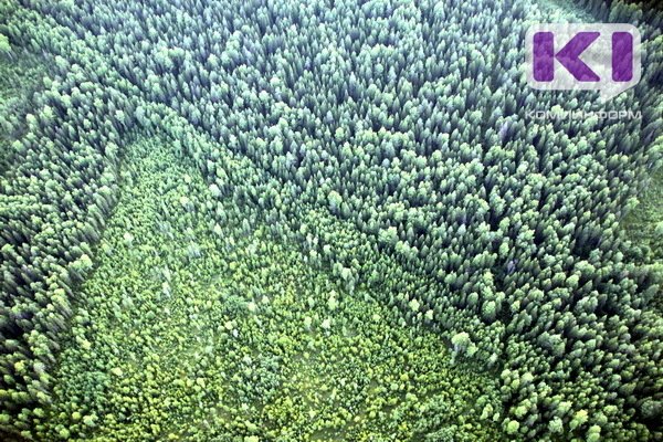 За восстановлением лесов Коми наблюдают из космоса 