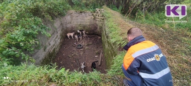 Печорские спасатели проявили смекалку и достали из заброшенной ямы пятерых собак