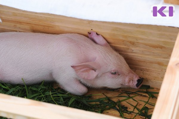 Минсельхоз Коми напоминает о необходимости соблюдения ветеринарных правил содержания свиней