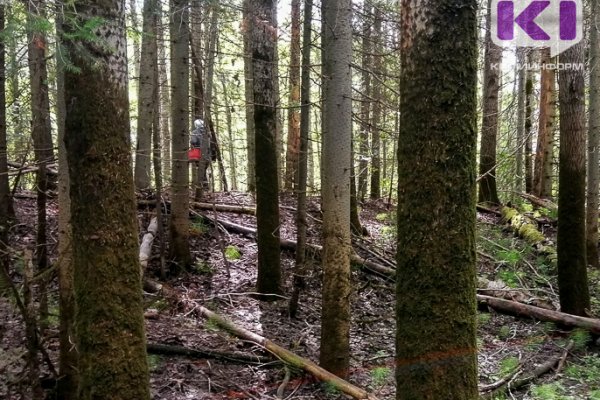 Пропавшую в лесу Коми пенсионерку спустя неделю нашли живой