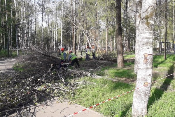 В сыктывкарском парке Строитель завершается уборка усохших деревьев

