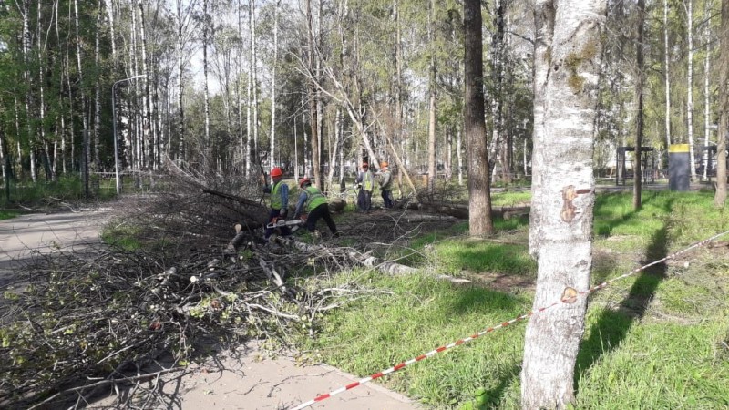 В сыктывкарском парке Строитель завершается уборка усохших деревьев

