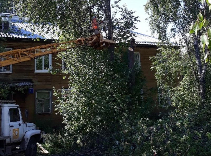 Решаем вместе: в сыктывкарском поселке Выльтыдор спилили опасное дерево