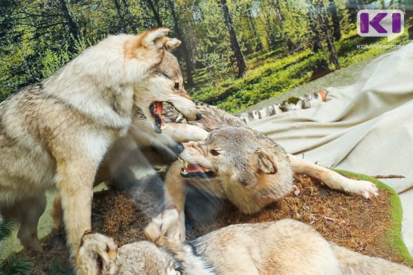 В Троицко-Печорском районе замечены волки 