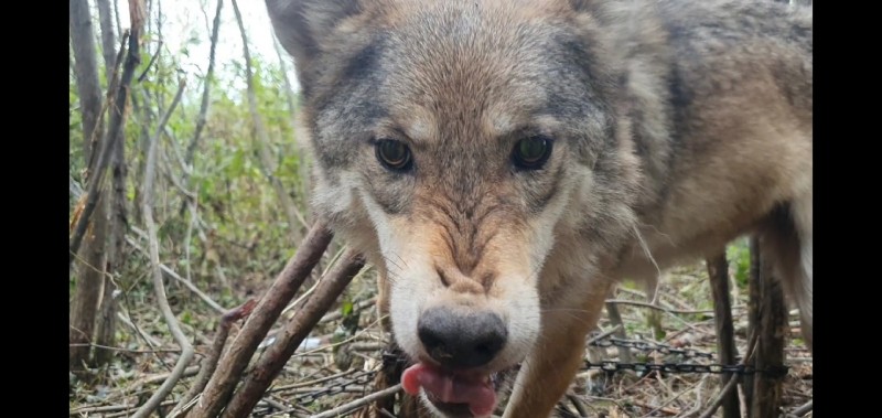 В Сыктывдине на одну матерую волчицу стало меньше 