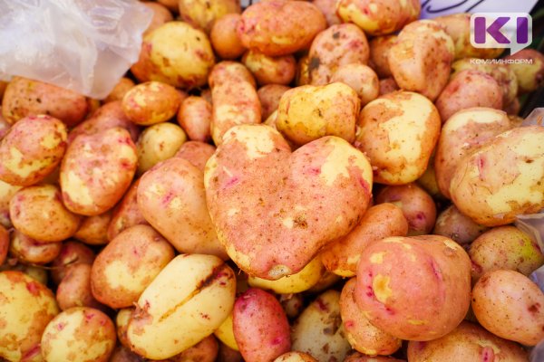 В Коми убрали половину урожая картофеля на полях

