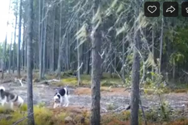Фотоловушка запечатлела кражу профессионального капкана на волков под Сыктывкаром 
