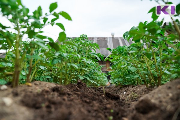 В Коми упразднены карантинные фитосанитарные зоны по золотистой картофельной нематоде 