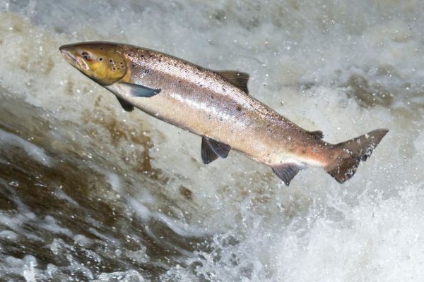 В Коми проведут полевые исследования по атлантическому лососю
