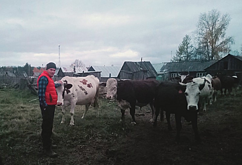 Энергетики "Россети Северо-Запад" обеспечили электроэнергией молодое животноводческое хозяйство в Усть-Куломском районе Коми