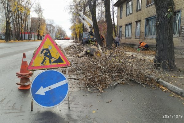 В Сыктывкаре спилили опасные тополя на главной транспортной артерии города