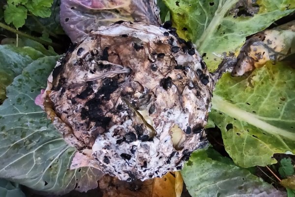 В Сысольском районе обнаружили белую гниль на капусте
