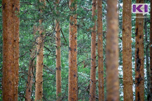 Глава Коми предложил механизм сохранения лесов, если жители против вырубки деревьев недропользователями