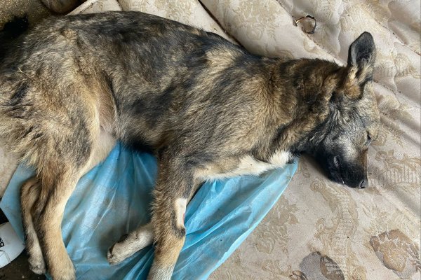 В Ухте происходят массовые убийства бездомных собак
