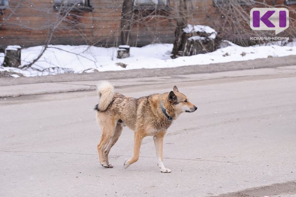 В поселке Синдор отловят бездомных собак