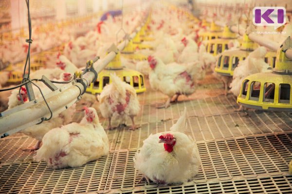 Жителей Коми просят не покупать мясо кур и другие продукты птицеводства с рук