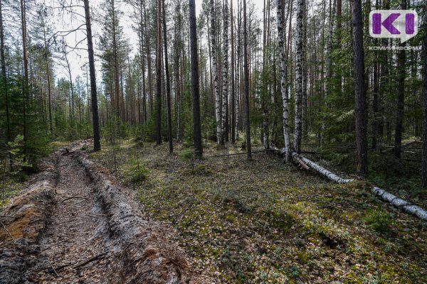 В Коми принят план ведения лесного хозяйства до 2029 года