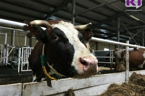 Обновить скот и увеличить производство молока: ООО 
