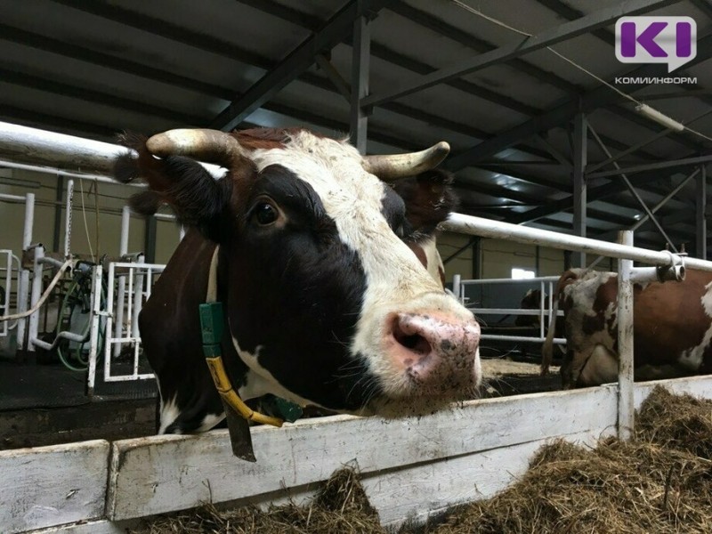 Обновить скот и увеличить производство молока: ООО "Южное" в Коми планирует выход из тяжелой ситуации