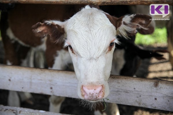 Личным подсобным хозяйствам в Коми увеличат субсидию на покупку телят