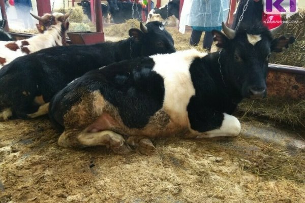 В Сыктывкаре обнаружен очаг лейкоза крупного рогатого скота
