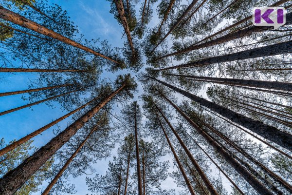 Республика Коми стала лидером Северо-Запада по лесным доходам
