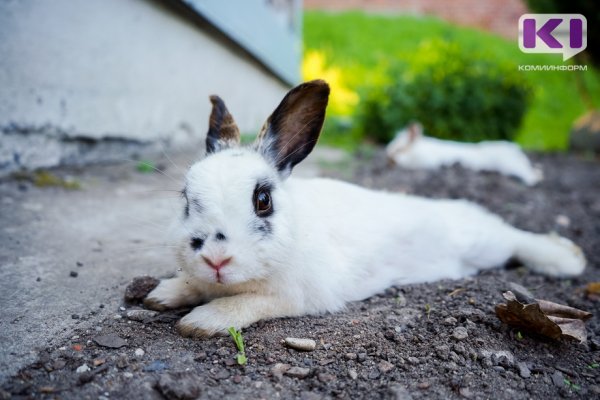 В Коми не стали наказывать похитителя кроликов 
