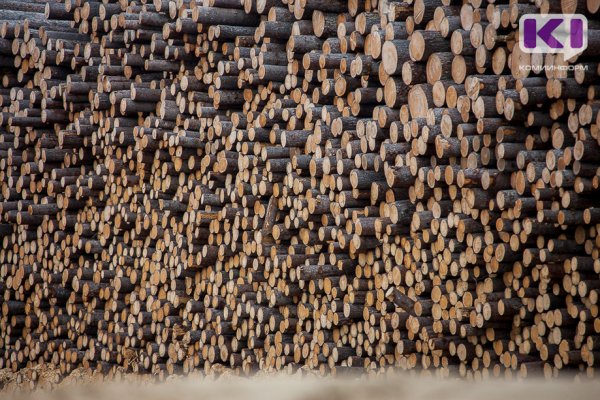 В древесине на экспорт из Коми в Узбекистан выявлен карантинный вредитель