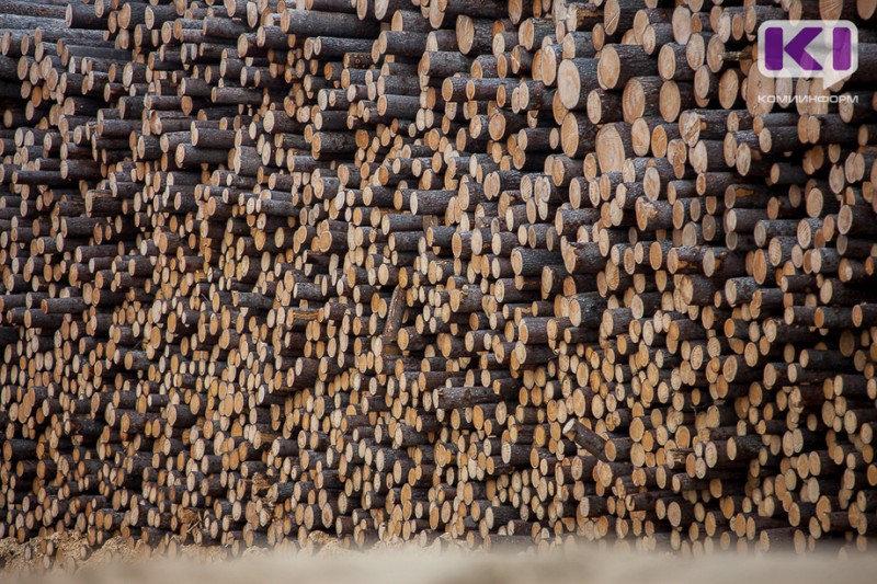 В древесине на экспорт из Коми в Узбекистан выявлен карантинный вредитель