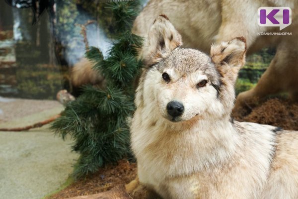Минприроды Коми предупредило муниципалитеты о выходе волков к людям