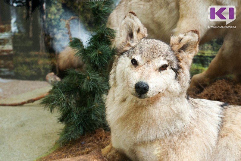 Минприроды Коми предупредило муниципалитеты о выходе волков к людям