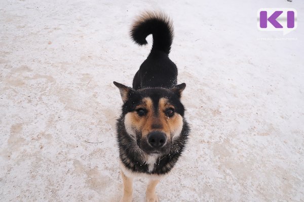 В Усть-Лэкчиме боевая подруга спасла стаю собак и пса на привязи от волков 