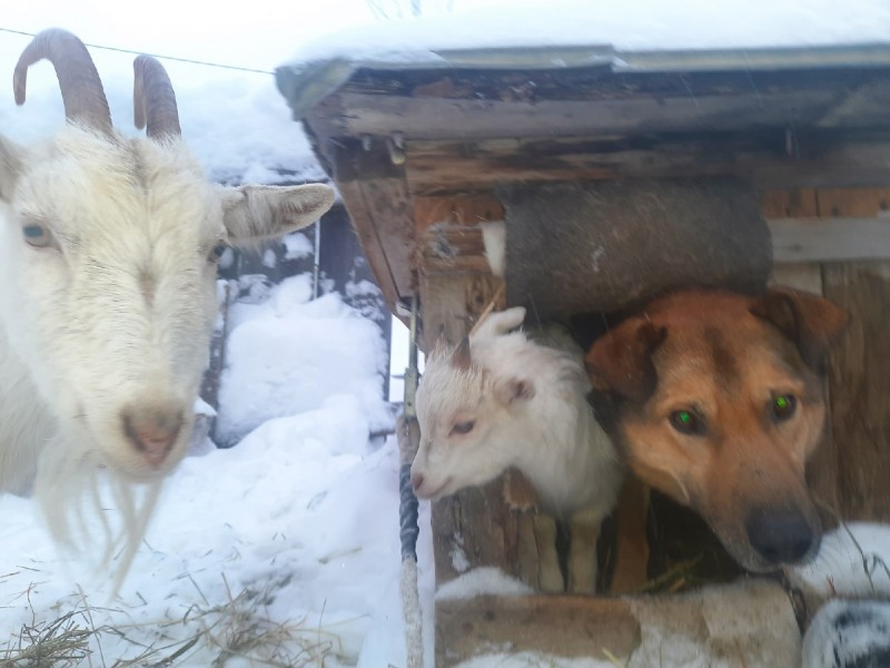 Необычная дружба: в Коми козленок Снежок пришел жить в будку к псу Барику