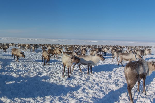 Стартовал отбор инвестпроектов, планируемых к реализации на территории Арктики