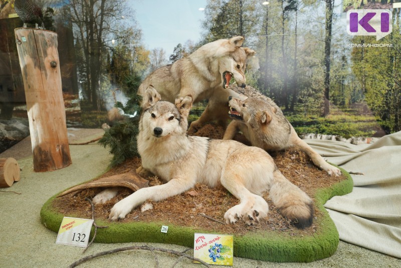 В 2021 году в Минприроды Коми поступило 29 обращений о выходах волков к людям