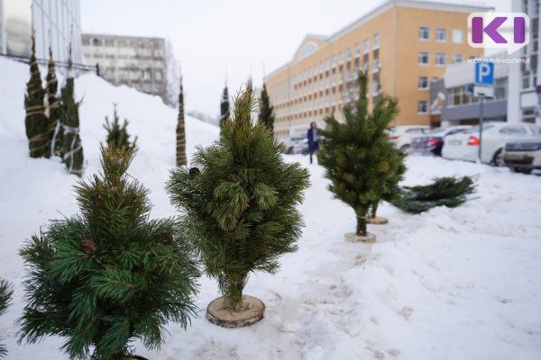 Жители Коми купили больше 5 тысяч живых елок 