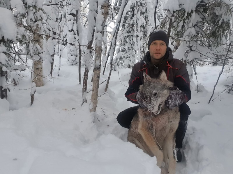 В Сыктывдине добыли первого в 2022 году волка 